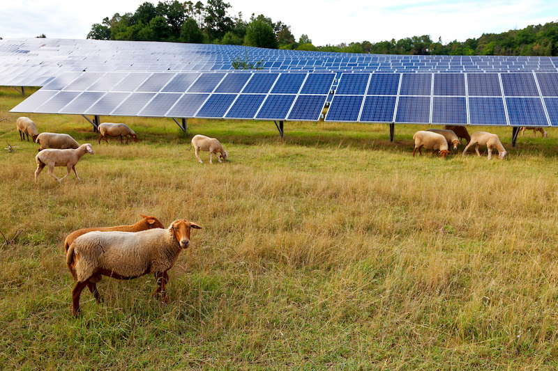 Image Agrivoltaica, el tándem perfecto entre la energía solar y la agricultura